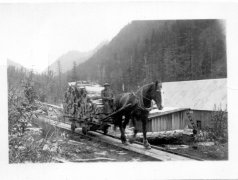 12048-Horse-on-Tracks-Pulling-Wood